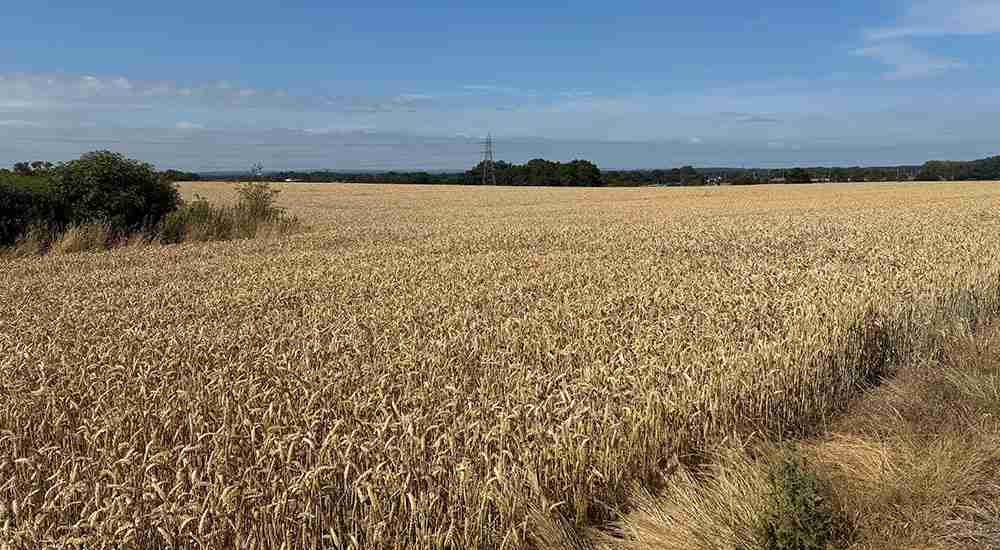 Rural landscape highlighting the importance of protecting farmland