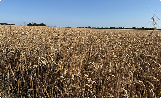 Open agricultural fields showing valuable rural landscape