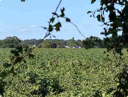 Green farmland protected for future farming and food production