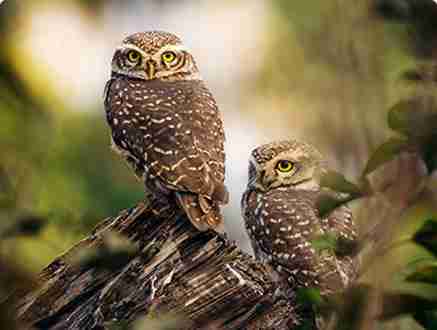 Two owls perched on tree branch